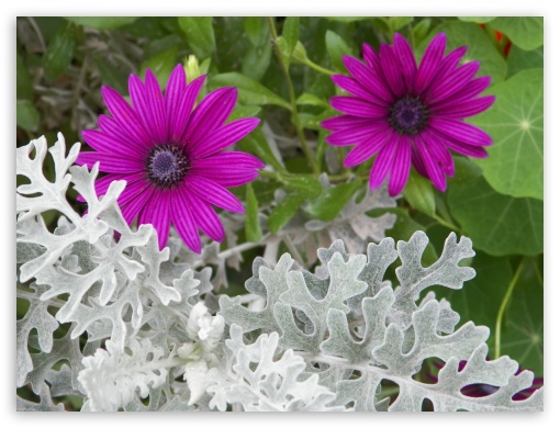 purple flower UltraHD Wallpaper for Fullscreen 4:3 ;