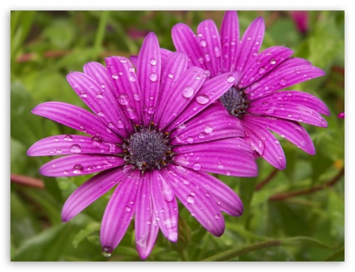 purple flower UltraHD Wallpaper for Fullscreen 4:3 ;