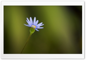 Purple Flower Ultra HD Wallpaper for 4K UHD Widescreen desktop, tablet & smartphone