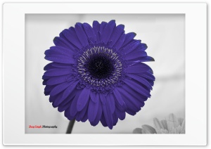 Purple Flower 4K UHD Wallpaper for Widescreen and UltraWide Desktop, UltraHD TV, Smartphone, Tablet