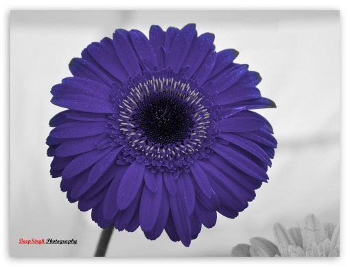 Purple Flower UltraHD Wallpaper for Fullscreen 4:3 ;