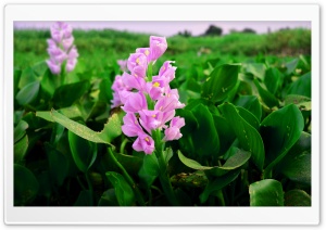 Purple Flower Ultra HD Wallpaper for 4K UHD Widescreen desktop, tablet & smartphone