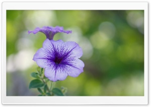 Purple Flower Bokeh Ultra HD Wallpaper for 4K UHD Widescreen desktop, tablet & smartphone