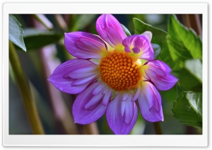 Purple Flower Close Up Ultra HD Wallpaper for 4K UHD Widescreen desktop, tablet & smartphone