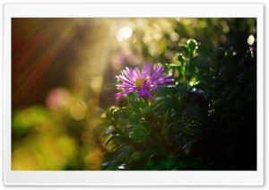 Purple Flower in Sun Rays Ultra HD Wallpaper for 4K UHD Widescreen desktop, tablet & smartphone