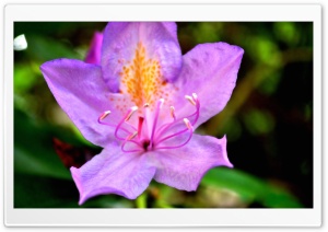 Purple Flower In The Backyard Ultra HD Wallpaper for 4K UHD Widescreen desktop, tablet & smartphone