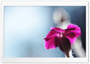 Purple Flower Macro Ultra HD Wallpaper for 4K UHD Widescreen desktop, tablet & smartphone
