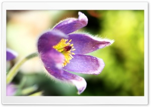 Purple Flower Macro Ultra HD Wallpaper for 4K UHD Widescreen desktop, tablet & smartphone