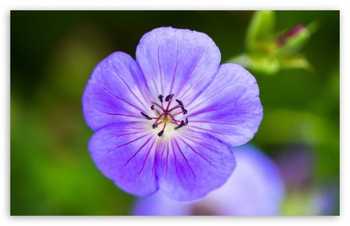 Purple Flower Macro UltraHD Wallpaper for UHD 16:9 ; HD 16:9 ; UltraWide 21:9 24:10 ; Widescreen 16:10 5:3 ; Fullscreen 4:3 5:4 3:2 ; Tablet 1:1 ;