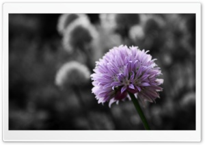 Purple Flower On Black And White Background Ultra HD Wallpaper for 4K UHD Widescreen desktop, tablet & smartphone