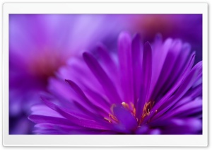 Purple Flower Petals Ultra HD Wallpaper for 4K UHD Widescreen desktop, tablet & smartphone