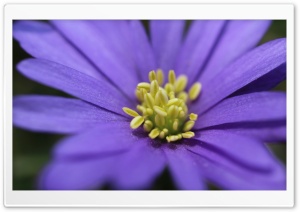 Purple Flower With Yellow Stamens Ultra HD Wallpaper for 4K UHD Widescreen desktop, tablet & smartphone