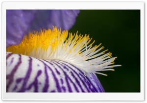 Purple Flower, Yellow Filaments, Macro Ultra HD Wallpaper for 4K UHD Widescreen desktop, tablet & smartphone