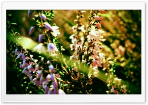 Purple Flowerfield Ultra HD Wallpaper for 4K UHD Widescreen desktop, tablet & smartphone