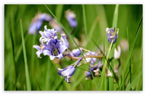 Purple Flowers UltraHD Wallpaper for UHD 16:9 ; HD 16:9 ; UltraWide 21:9 24:10 ; Widescreen 16:10 5:3 ; Fullscreen 4:3 5:4 3:2 ; Tablet 1:1 ; Mobile 9:16 2:3 3:5 3:4 ;