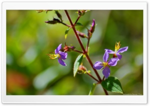 Purple Flowers Ultra HD Wallpaper for 4K UHD Widescreen desktop, tablet & smartphone