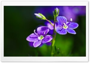 Purple Flowers Close-up Ultra HD Wallpaper for 4K UHD Widescreen desktop, tablet & smartphone