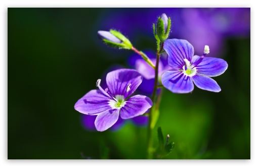 Purple Flowers Close-up UltraHD Wallpaper for UHD 16:9 2160p 1440p 1080p 900p 720p ; 8K UHD TV 16:9 Ultra High Definition 2160p 1440p 1080p 900p 720p ; UltraWide 21:9 24:10 ; Widescreen 16:10 5:3 WHXGA WQXGA WUXGA WXGA WGA ; Fullscreen 4:3 5:4 3:2 UXGA XGA SVGA QSXGA SXGA DVGA HVGA HQVGA ( Apple PowerBook G4 iPhone 4 3G 3GS iPod Touch ) ; Tablet 1:1 ; Mobile 9:16 3:5 - ;