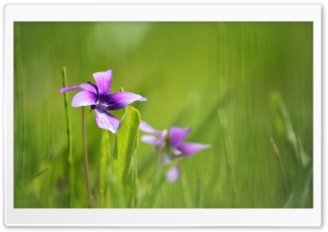 Purple Flowers Growing In Grass Ultra HD Wallpaper for 4K UHD Widescreen desktop, tablet & smartphone