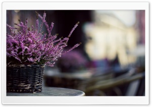 Purple Flowers In A Basket Ultra HD Wallpaper for 4K UHD Widescreen desktop, tablet & smartphone