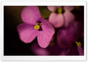 Purple Flowers Macro Ultra HD Wallpaper for 4K UHD Widescreen desktop, tablet & smartphone