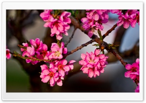 Purple Flowers On A Tree Ultra HD Wallpaper for 4K UHD Widescreen desktop, tablet & smartphone