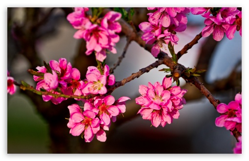 Purple Flowers On A Tree UltraHD Wallpaper for UHD 16:9 2160p 1440p 1080p 900p 720p ; 8K UHD TV 16:9 Ultra High Definition 2160p 1440p 1080p 900p 720p ; UltraWide 32:10 ; Widescreen 16:10 5:3 WHXGA WQXGA WUXGA WXGA WGA ; Fullscreen 4:3 5:4 3:2 UXGA XGA SVGA QSXGA SXGA DVGA HVGA HQVGA ( Apple PowerBook G4 iPhone 4 3G 3GS iPod Touch ) ; Tablet 1:1 ; Mobile 3:4 - ; Dual 16:10 5:3 4:3 5:4 WHXGA WQXGA WUXGA WXGA WGA UXGA XGA SVGA QSXGA SXGA ;