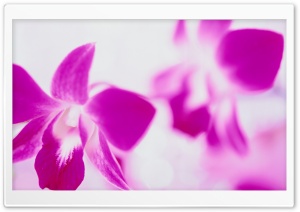 Purple Flowers On White Background Ultra HD Wallpaper for 4K UHD Widescreen desktop, tablet & smartphone