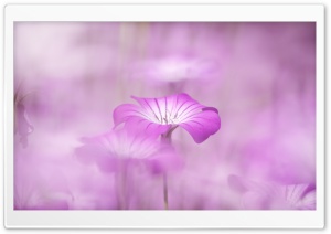 Purple Flowers Tumblr Ultra HD Wallpaper for 4K UHD Widescreen desktop, tablet & smartphone
