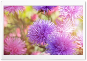 Purple Fluffy Flowers Ultra HD Wallpaper for 4K UHD Widescreen desktop, tablet & smartphone