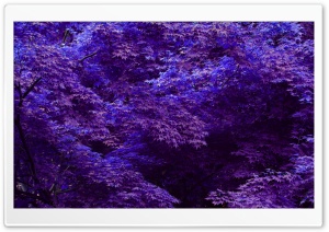 Purple Forest Ultra HD Wallpaper for 4K UHD Widescreen desktop, tablet & smartphone