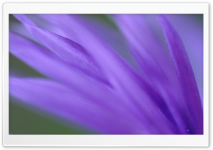 Purple Frond Ultra HD Wallpaper for 4K UHD Widescreen desktop, tablet & smartphone