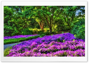 Purple Garden Ultra HD Wallpaper for 4K UHD Widescreen desktop, tablet & smartphone