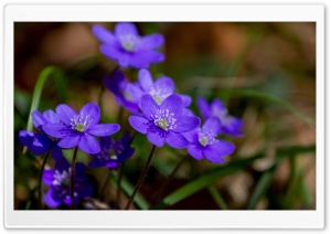 Purple Hepatica Spring Flowers Macro Ultra HD Wallpaper for 4K UHD Widescreen desktop, tablet & smartphone