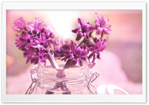Purple Hyacinth Bouquet Ultra HD Wallpaper for 4K UHD Widescreen desktop, tablet & smartphone