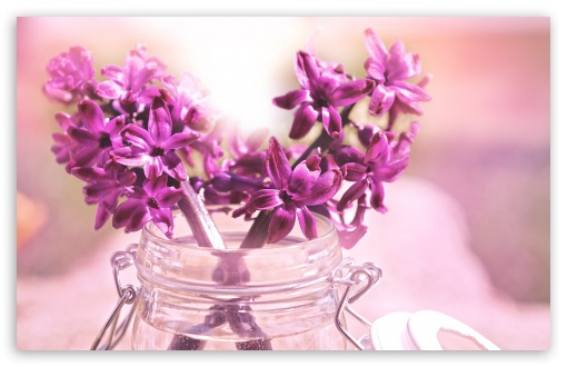 Purple Hyacinth Bouquet UltraHD Wallpaper for Wide 16:10 5:3 Widescreen WHXGA WQXGA WUXGA WXGA WGA ; 8K UHD TV 16:9 Ultra High Definition 2160p 1440p 1080p 900p 720p ; Standard 4:3 5:4 3:2 Fullscreen UXGA XGA SVGA QSXGA SXGA DVGA HVGA HQVGA ( Apple PowerBook G4 iPhone 4 3G 3GS iPod Touch ) ; Smartphone 5:3 WGA ; Tablet 1:1 ; iPad 1/2/Mini ; Mobile 4:3 5:3 3:2 16:9 5:4 - UXGA XGA SVGA WGA DVGA HVGA HQVGA ( Apple PowerBook G4 iPhone 4 3G 3GS iPod Touch ) 2160p 1440p 1080p 900p 720p QSXGA SXGA ;