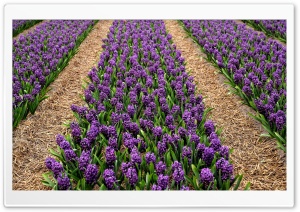 Purple Hyacinth Field, Spring Ultra HD Wallpaper for 4K UHD Widescreen desktop, tablet & smartphone