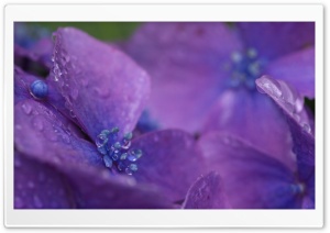 Purple Hydrangea Flower Macro Ultra HD Wallpaper for 4K UHD Widescreen desktop, tablet & smartphone