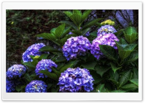 Purple Hydrangea HDR Ultra HD Wallpaper for 4K UHD Widescreen desktop, tablet & smartphone