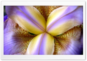 Purple Iris 4K UHD Wallpaper for Widescreen and UltraWide Desktop, UltraHD TV, Smartphone, Tablet