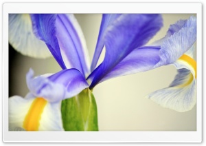 Purple Iris Flower Ultra HD Wallpaper for 4K UHD Widescreen desktop, tablet & smartphone