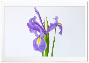 Purple Iris Flower Macro 4K UHD Wallpaper for Widescreen and UltraWide Desktop, UltraHD TV, Smartphone, Tablet