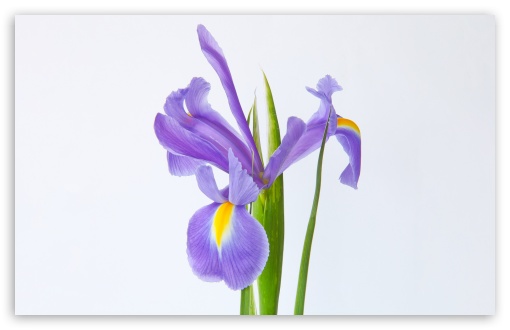 Purple Iris Flower Macro UltraHD Wallpaper for UHD 16:9 ; HD 16:9 ; Widescreen 16:10 5:3 ; Fullscreen 4:3 5:4 3:2 ; Tablet 1:1 ; Mobile 3:4 ;