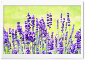 Purple Lavender Ultra HD Wallpaper for 4K UHD Widescreen desktop, tablet & smartphone