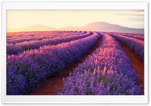 Purple Lavender Fields 4K UHD Wallpaper for Widescreen and UltraWide Desktop, UltraHD TV, Smartphone, Tablet