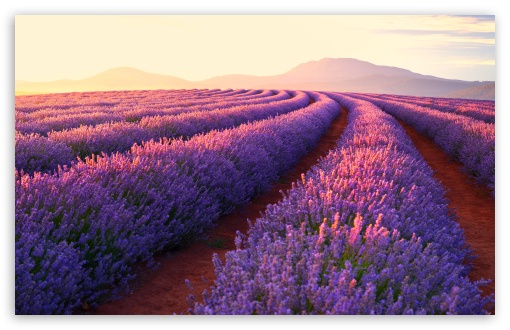 Purple Lavender Fields UltraHD Wallpaper for UHD 16:9 ; HD 16:9 ; UltraWide 21:9 24:10 32:9 32:10 ; Widescreen 16:10 ; Tablet 1:1 ; Mobile 9:16 9:19.5 9:20 ; Dual 16:10 16:9 ;
