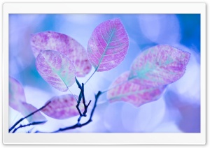 Purple Leaves Ultra HD Wallpaper for 4K UHD Widescreen desktop, tablet & smartphone