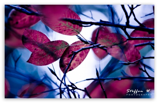 Purple Leaves, Bokeh UltraHD Wallpaper for Wide 16:10 5:3 Widescreen WHXGA WQXGA WUXGA WXGA WGA ; 8K UHD TV 16:9 Ultra High Definition 2160p 1440p 1080p 900p 720p ; UHD 16:9 2160p 1440p 1080p 900p 720p ; Standard 4:3 5:4 3:2 Fullscreen UXGA XGA SVGA QSXGA SXGA DVGA HVGA HQVGA ( Apple PowerBook G4 iPhone 4 3G 3GS iPod Touch ) ; Tablet 1:1 ; iPad 1/2/Mini ; Mobile 4:3 5:3 3:2 16:9 5:4 - UXGA XGA SVGA WGA DVGA HVGA HQVGA ( Apple PowerBook G4 iPhone 4 3G 3GS iPod Touch ) 2160p 1440p 1080p 900p 720p QSXGA SXGA ; Dual 5:4 QSXGA SXGA ;