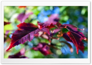 Purple Leaves Macro Ultra HD Wallpaper for 4K UHD Widescreen desktop, tablet & smartphone