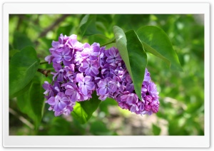 Purple Lilac Flowers Ultra HD Wallpaper for 4K UHD Widescreen desktop, tablet & smartphone